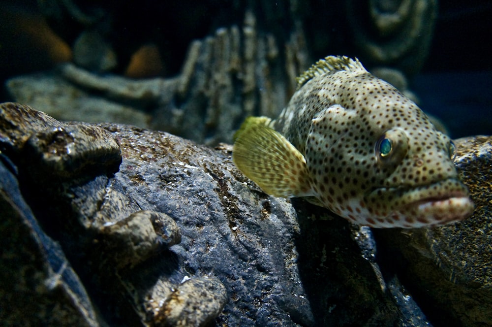 a close up of a fish on a rock