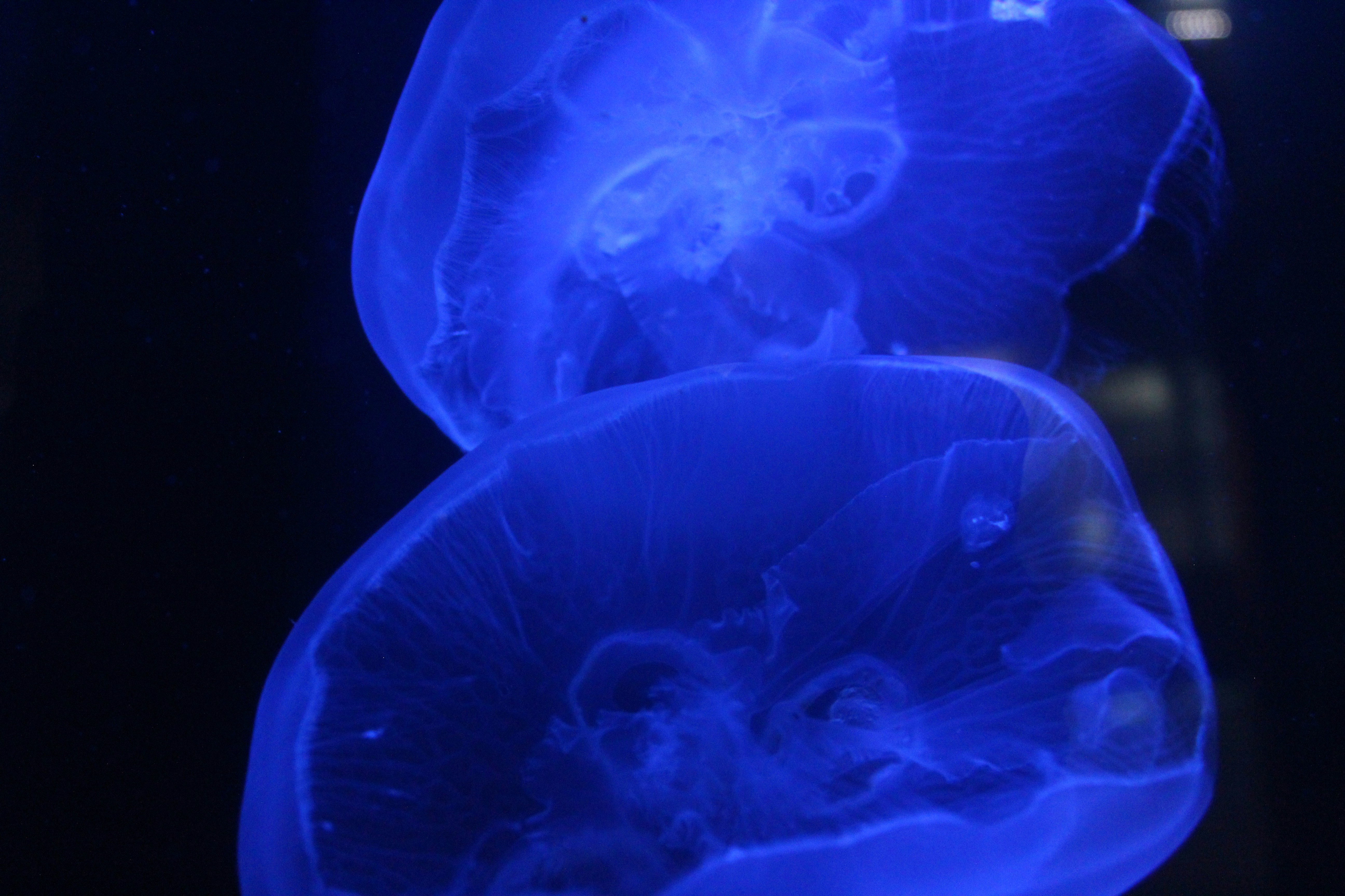 Gros plan d’une méduse dans un aquarium photo Photo La vie marine Gratuite sur Unsplash