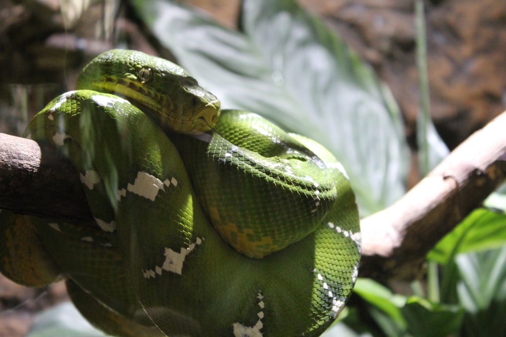 a green snake curled up on a branch