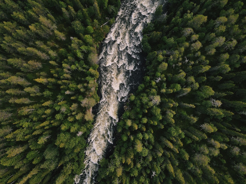 a river running through a lush green forest