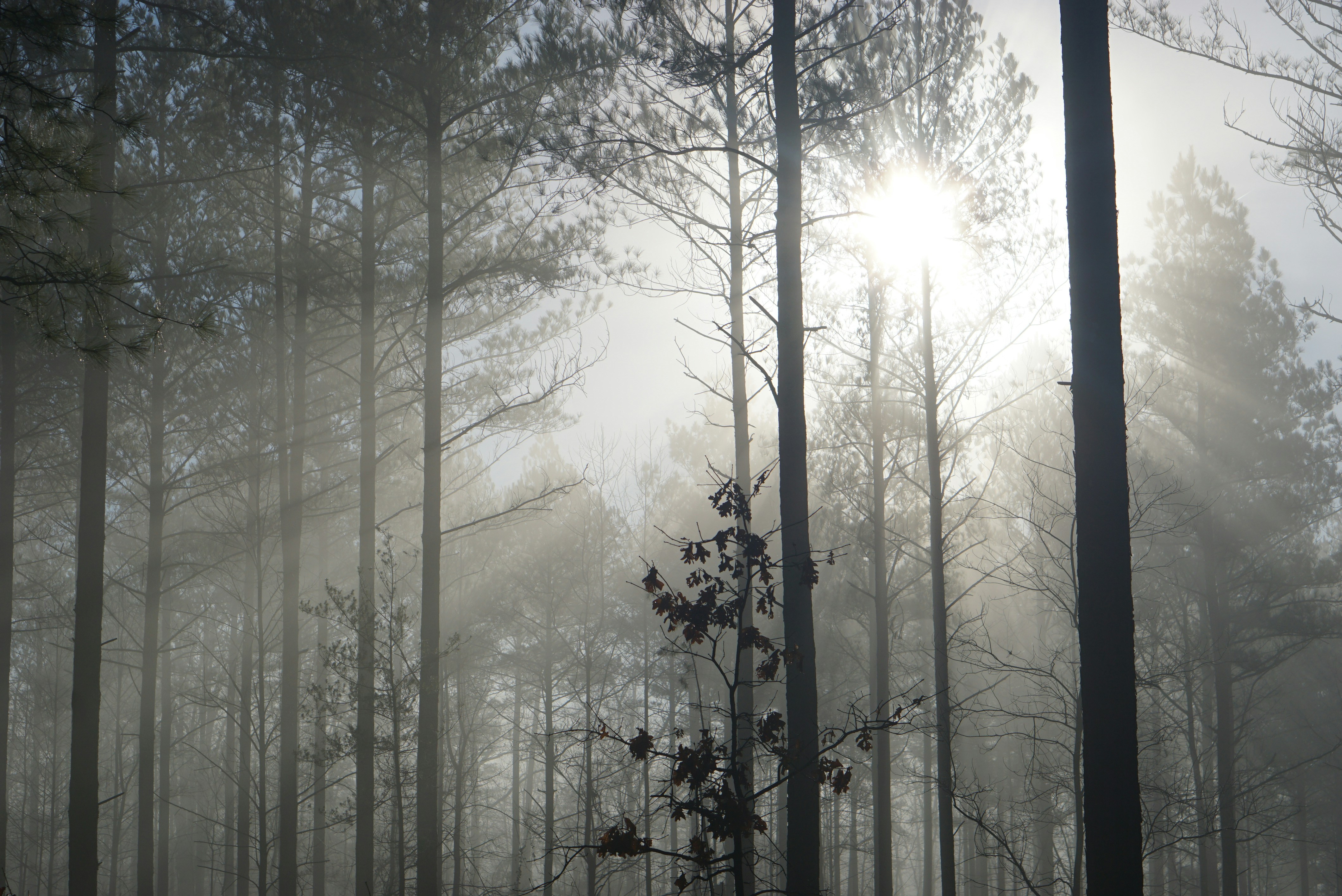 a foggy forest filled with lots of tall trees