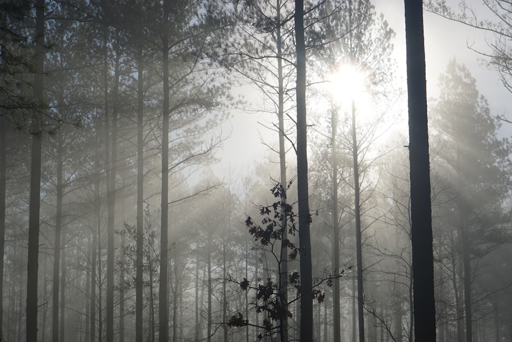 高い木々がたくさん生い茂る霧の森