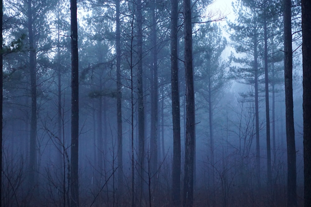 a foggy forest filled with lots of trees