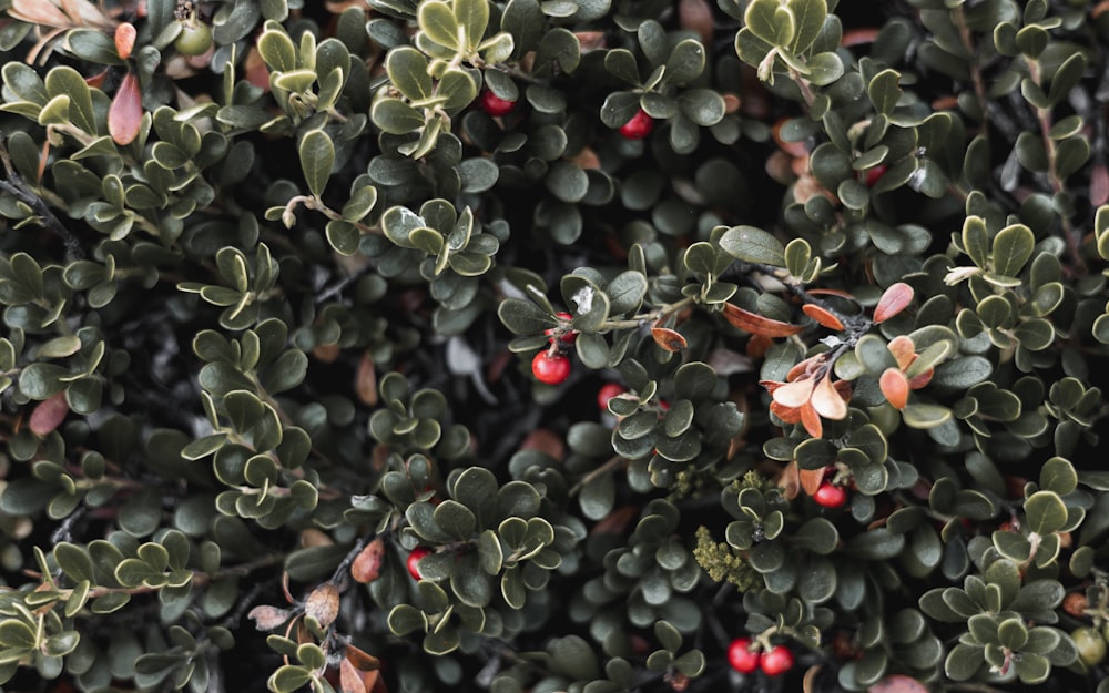 a bush with red berries and green leaves