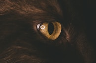 A close-up view of a dark-colored animal, likely a cat, focusing on its eye. The eye is large with a bright yellow iris and a vertical black pupil, surrounded by fur.