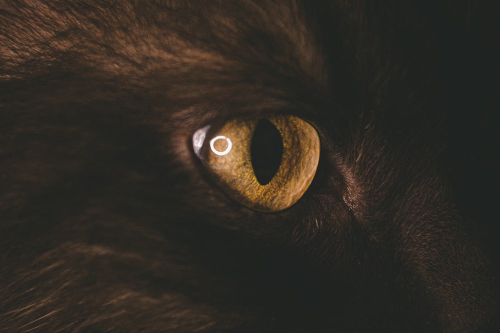 a close up of a black cat's eye