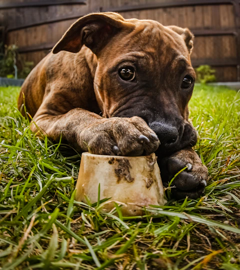 Pfoten.Fit. Hundephysiotherapie und Ernährungsberatung für Hunde in Bispingen im Heidekreis