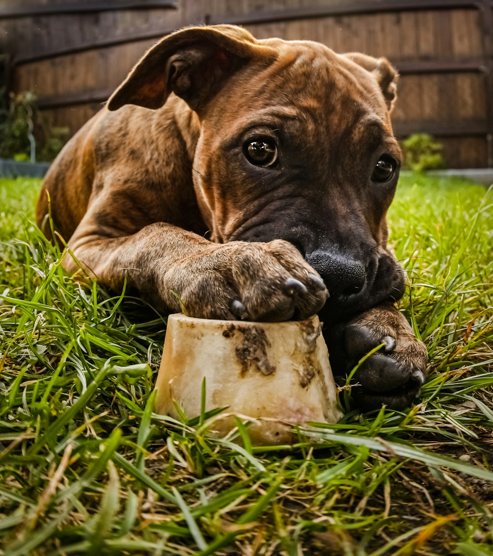 a dog chewing on a bone in the grass