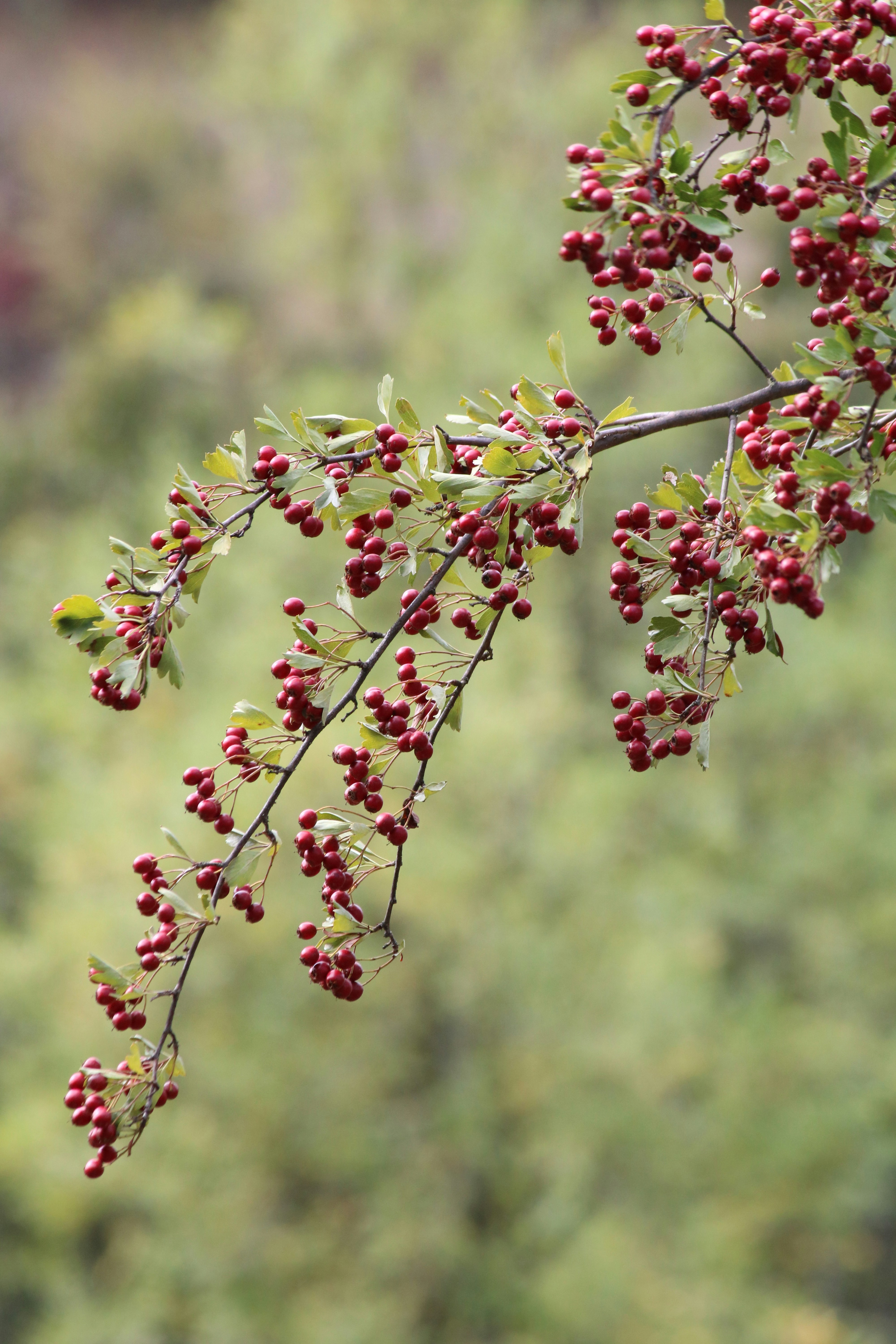 Photo by davidjboozer