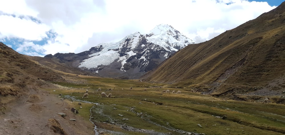 a view of a mountain with a trail going through it