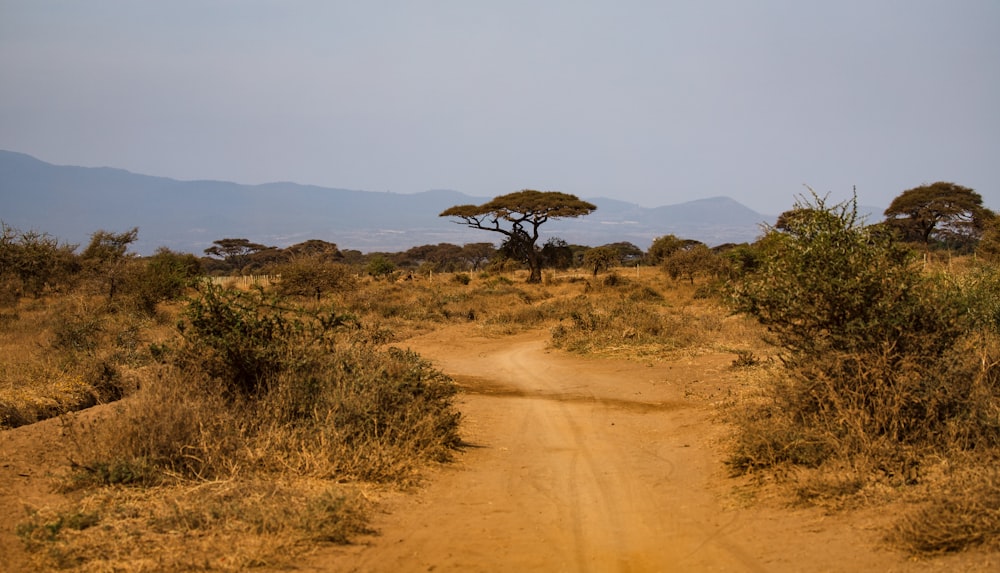 a dirt road in the middle of a field