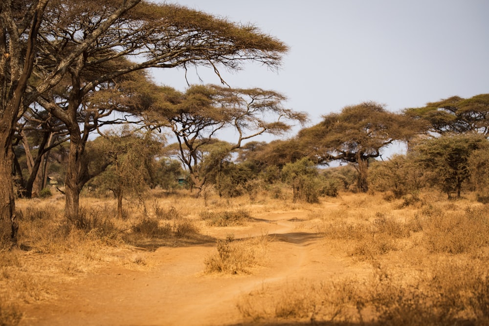 a dirt road surrounded by trees and dry grass