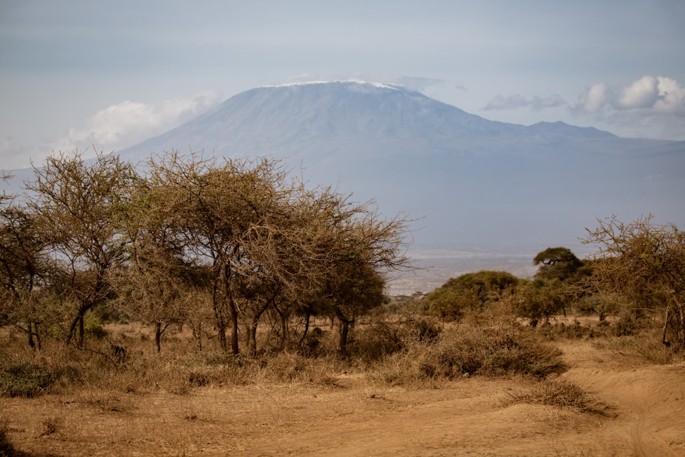 a dirt road with trees and a mountain in the background