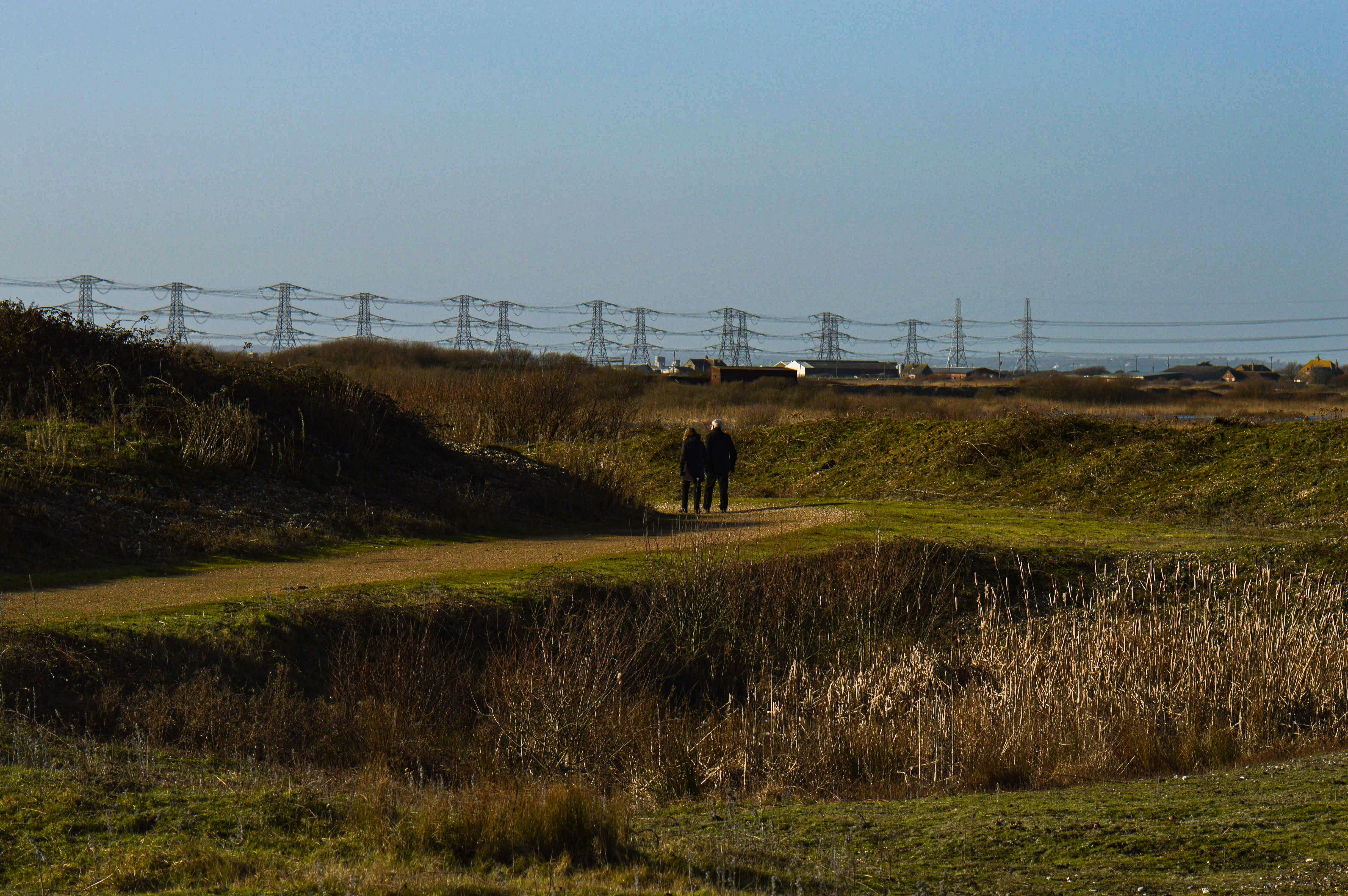 a couple of horses standing on top of a lush green field