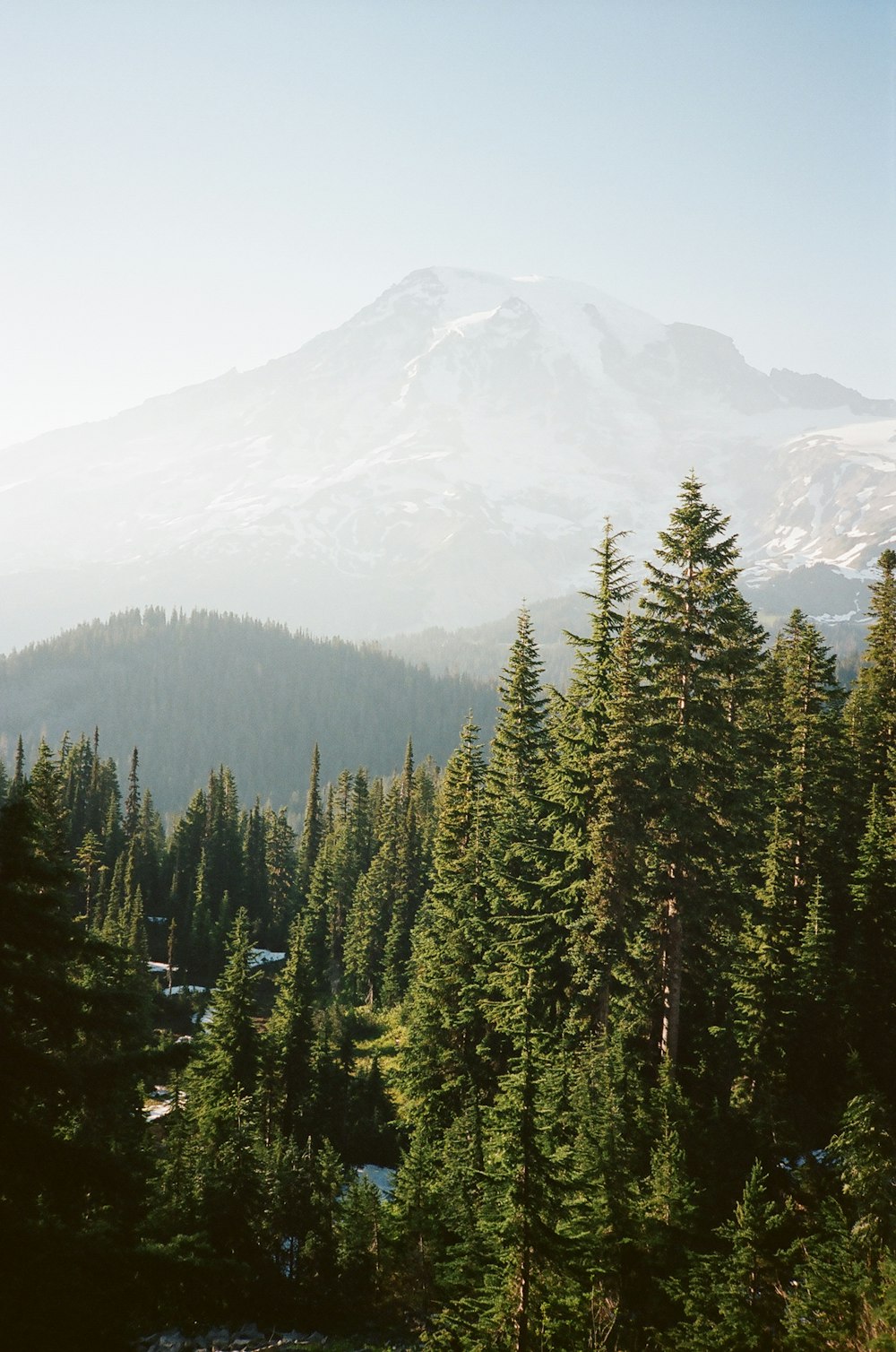 a view of a forest with a mountain in the background