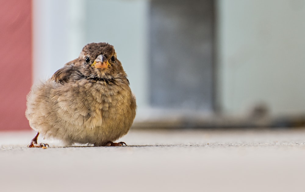 a small bird standing on the ground in front of a building