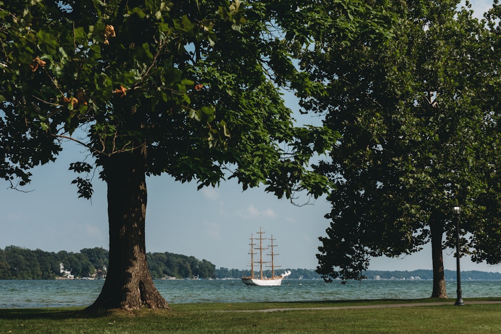 a boat sailing on the water near a tree