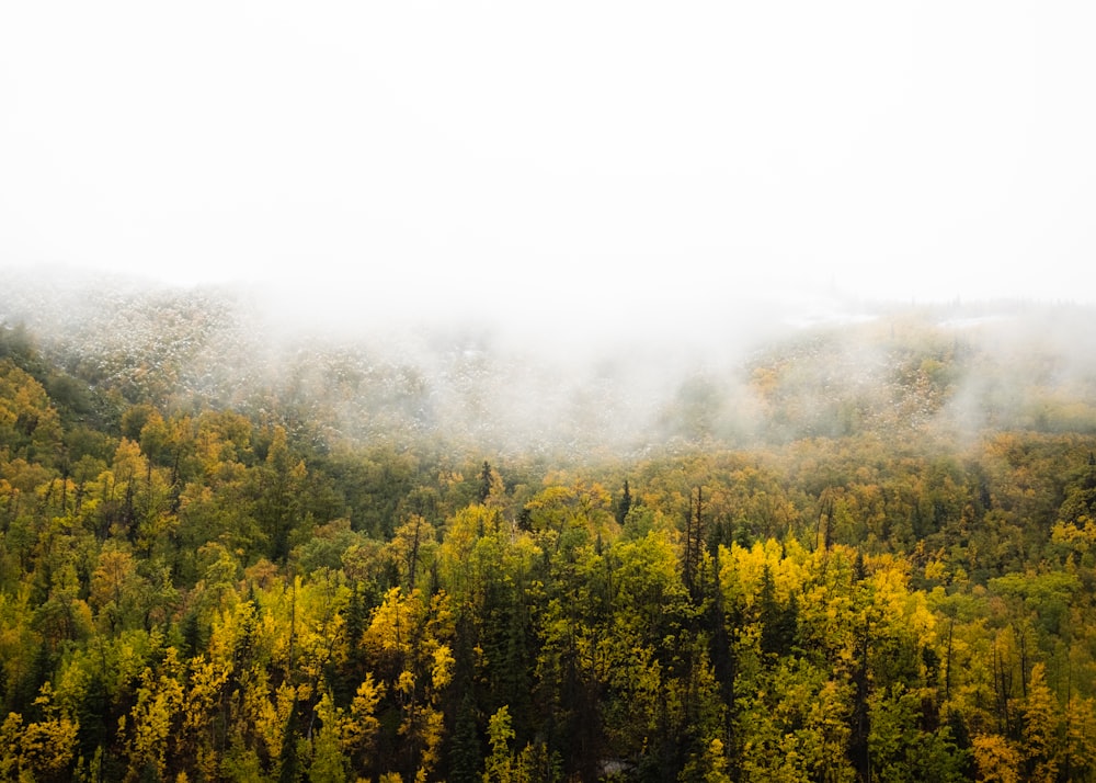 a foggy forest filled with lots of trees