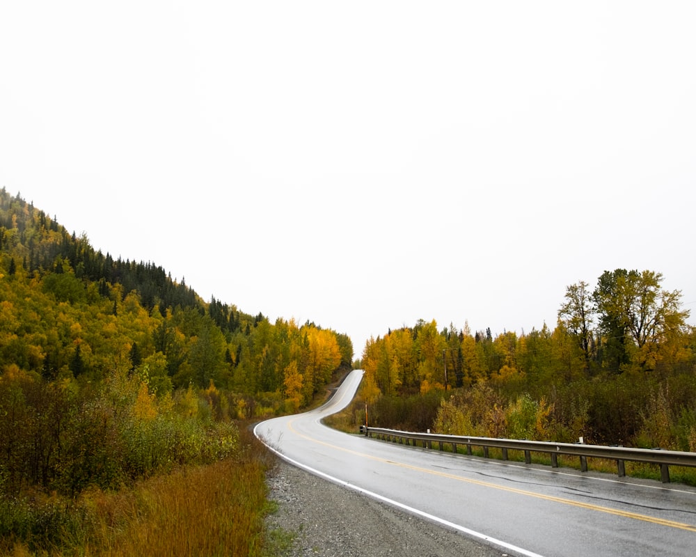 a road in the middle of a forest