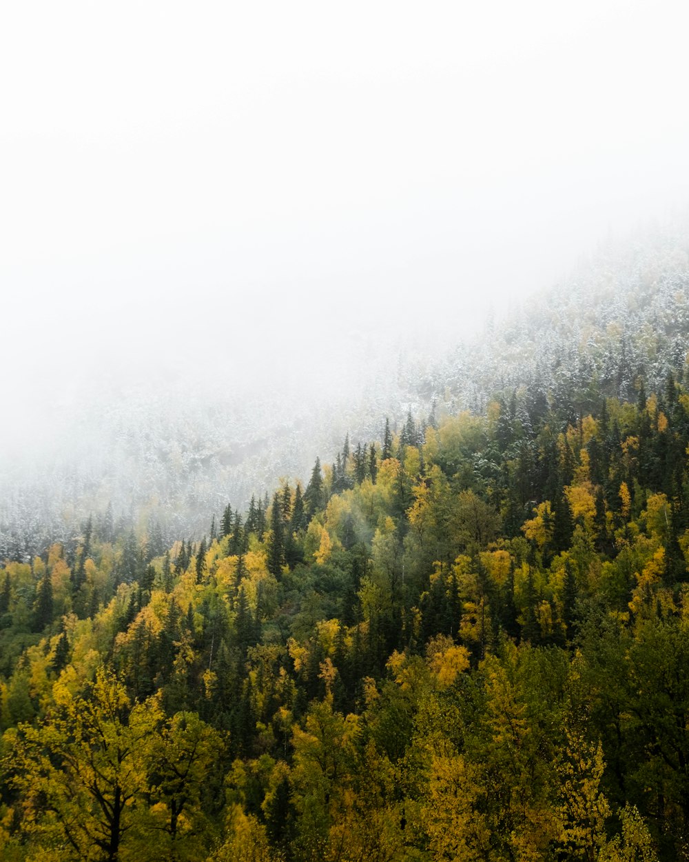 a mountain covered in fog and trees with yellow leaves