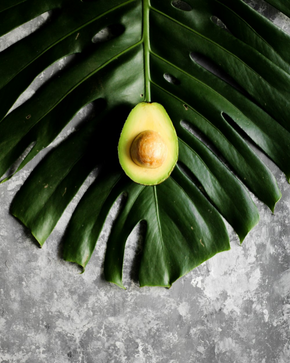 an avocado on a leaf on a gray background