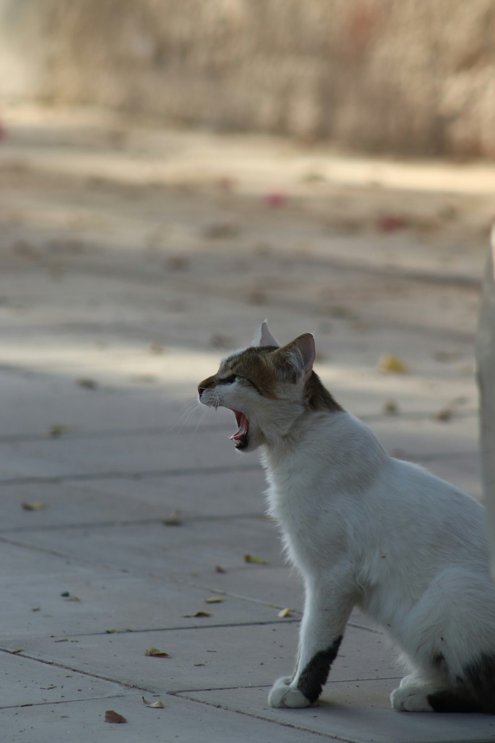 a cat yawns while standing on a sidewalk