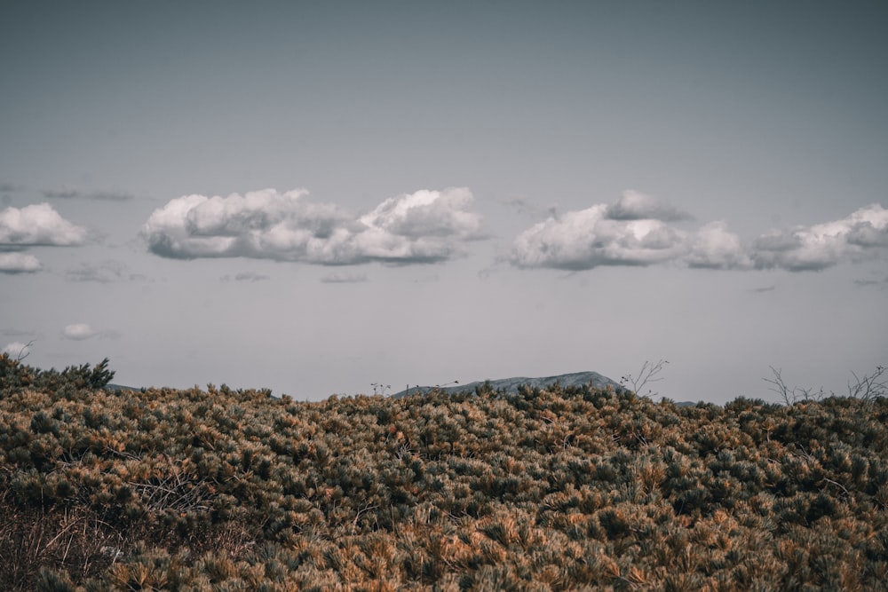 a field with a mountain in the distance