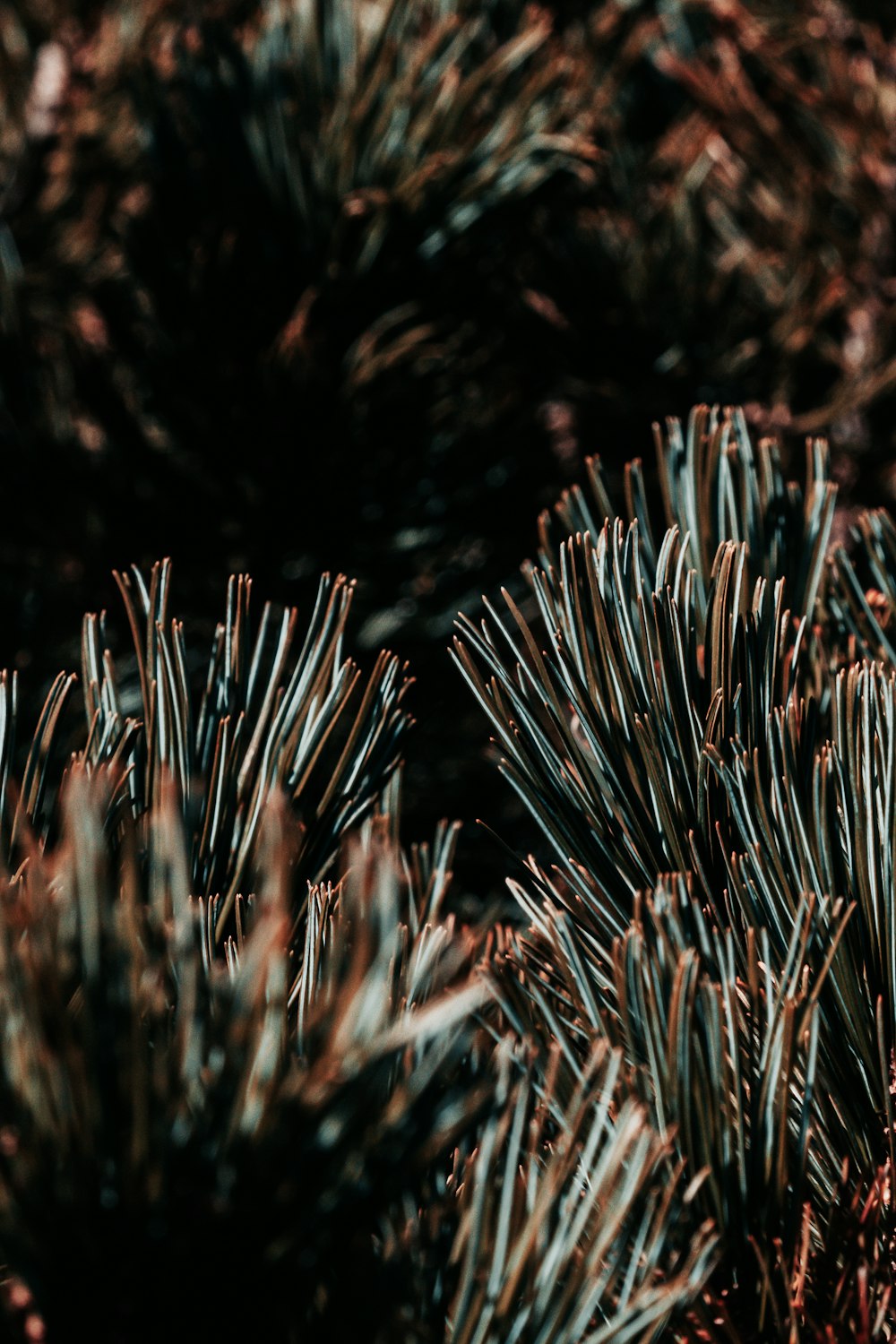 a close up of a bunch of pine needles