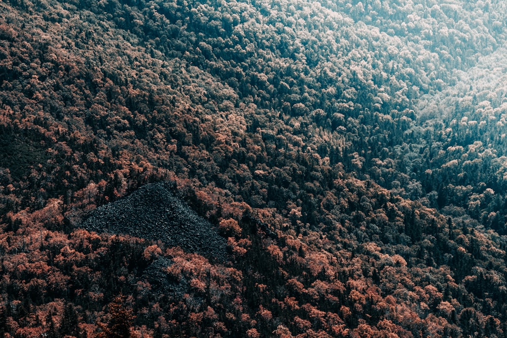 an aerial view of a forested area with trees