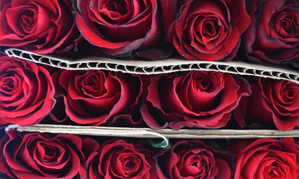 A tightly packed arrangement of deep red roses, separated by sheets of cardboard. The roses are fresh with velvety petals in full bloom.