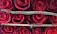 A beautifully arranged bouquet of 24 fresh red roses with delicate petals.