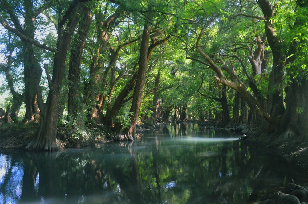 a river running through a lush green forest