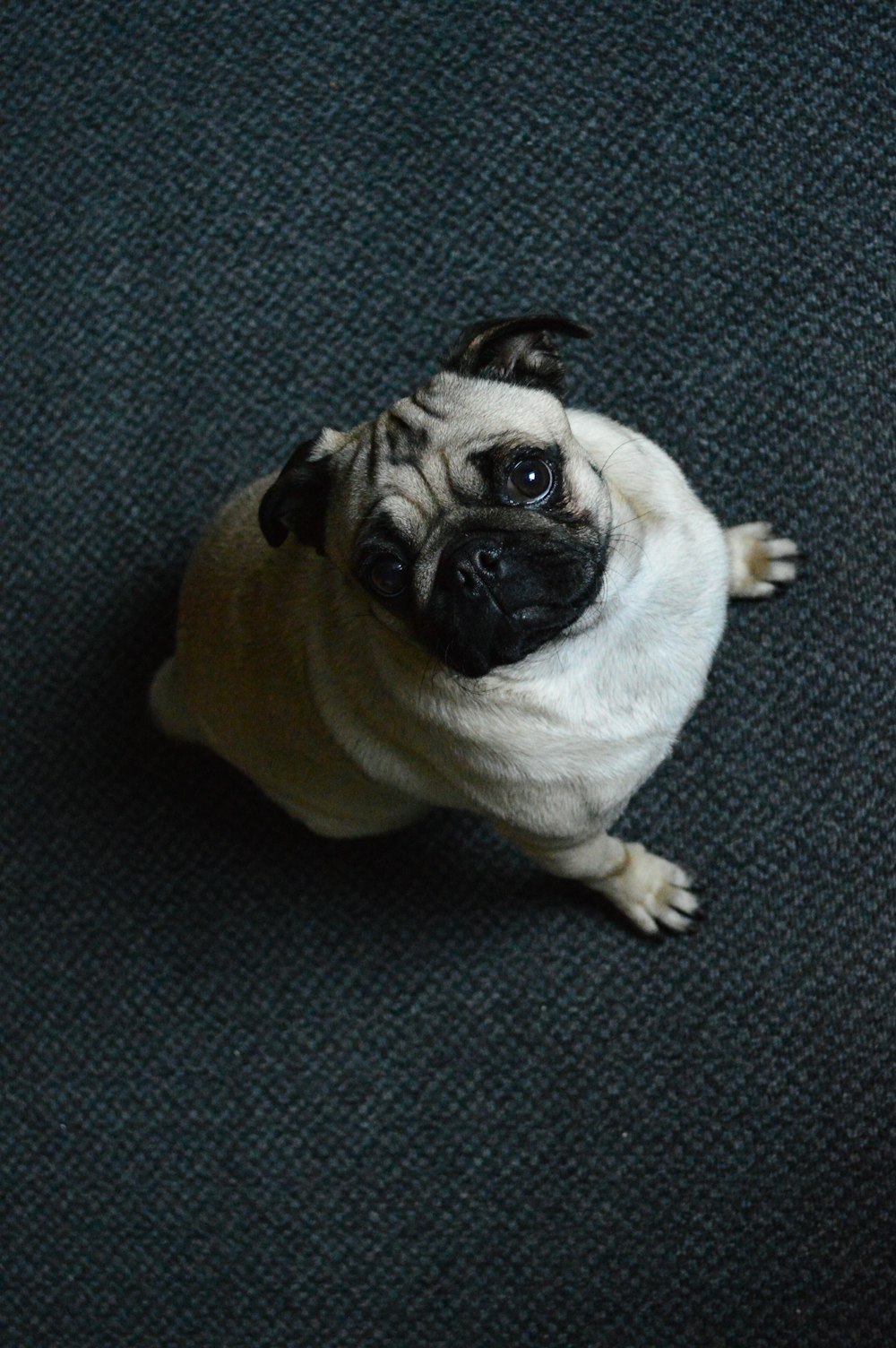 a small pug dog sitting on the floor looking up