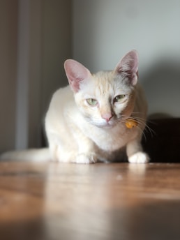 A light-colored cat with green eyes sits on a wooden surface. The cat is wearing a collar with a small bell. Soft lighting creates a serene atmosphere, highlighting the cat's fur and providing a gentle shadow.