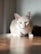 A light-colored cat with green eyes sits on a wooden surface. The cat is wearing a collar with a small bell. Soft lighting creates a serene atmosphere, highlighting the cat's fur and providing a gentle shadow.