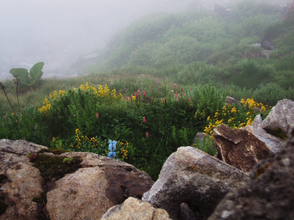 a blue fire hydrant sitting on top of a lush green hillside