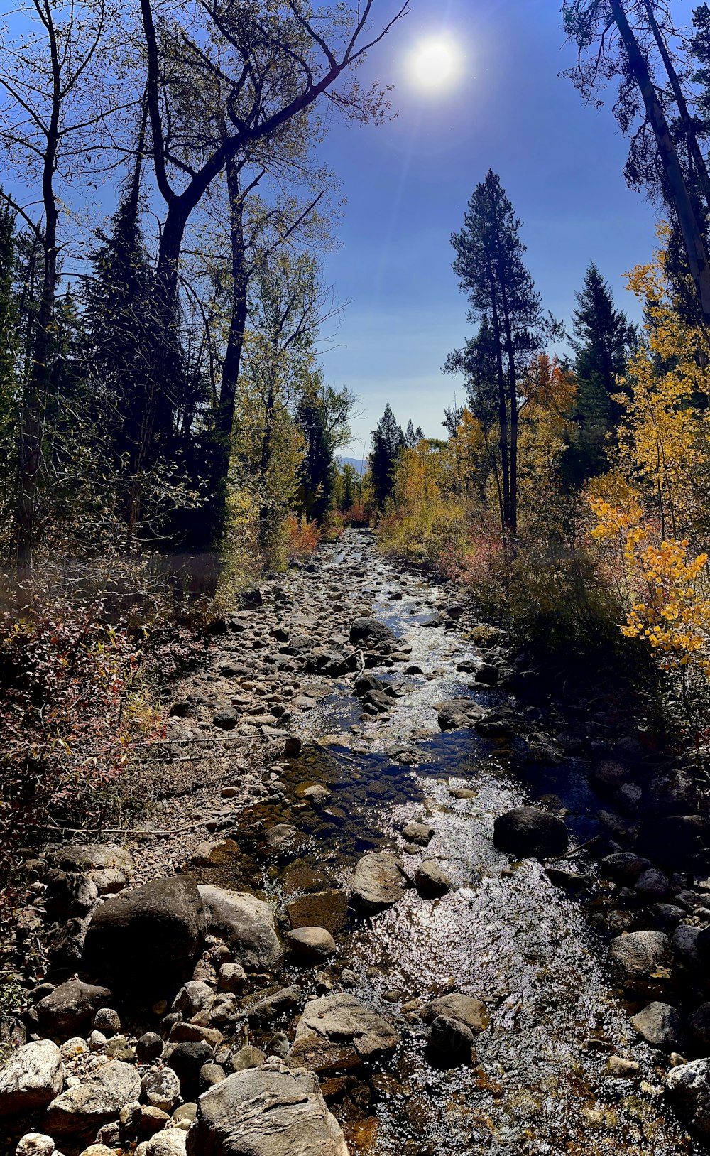 a stream running through a forest with rocks and trees