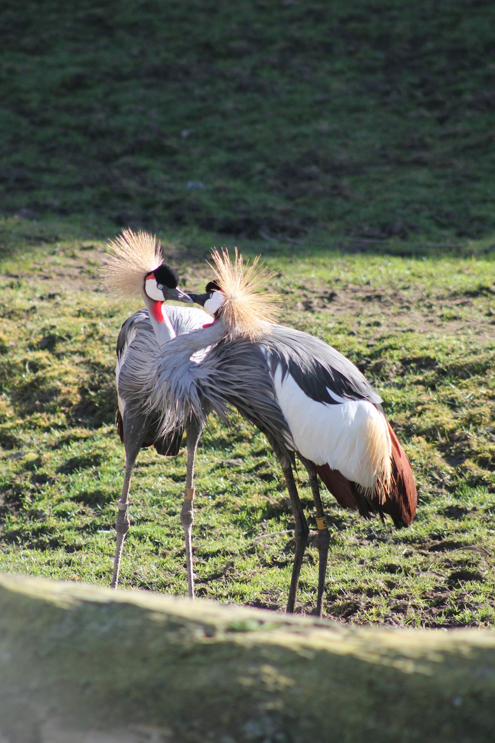 a couple of birds standing on top of a lush green field