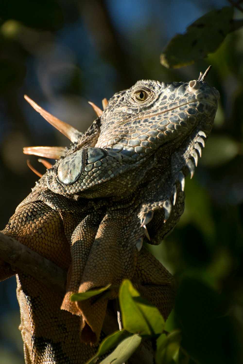 una iguana en un árbol con la boca abierta