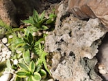 A natural arrangement featuring small green plants with elongated leaves, surrounded by moss and light-colored pebbles. A large, textured rock dominates one side, while another rough surface forms the backdrop. The scene conveys a harmonious blend of organic elements.