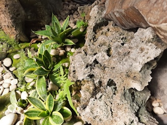A beginner-friendly aquascape featuring bright green and red plants arranged around smooth stones