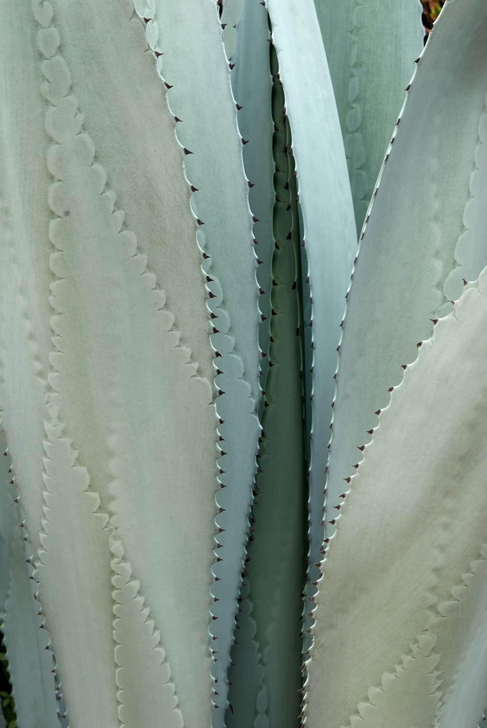 a close up of a large green plant