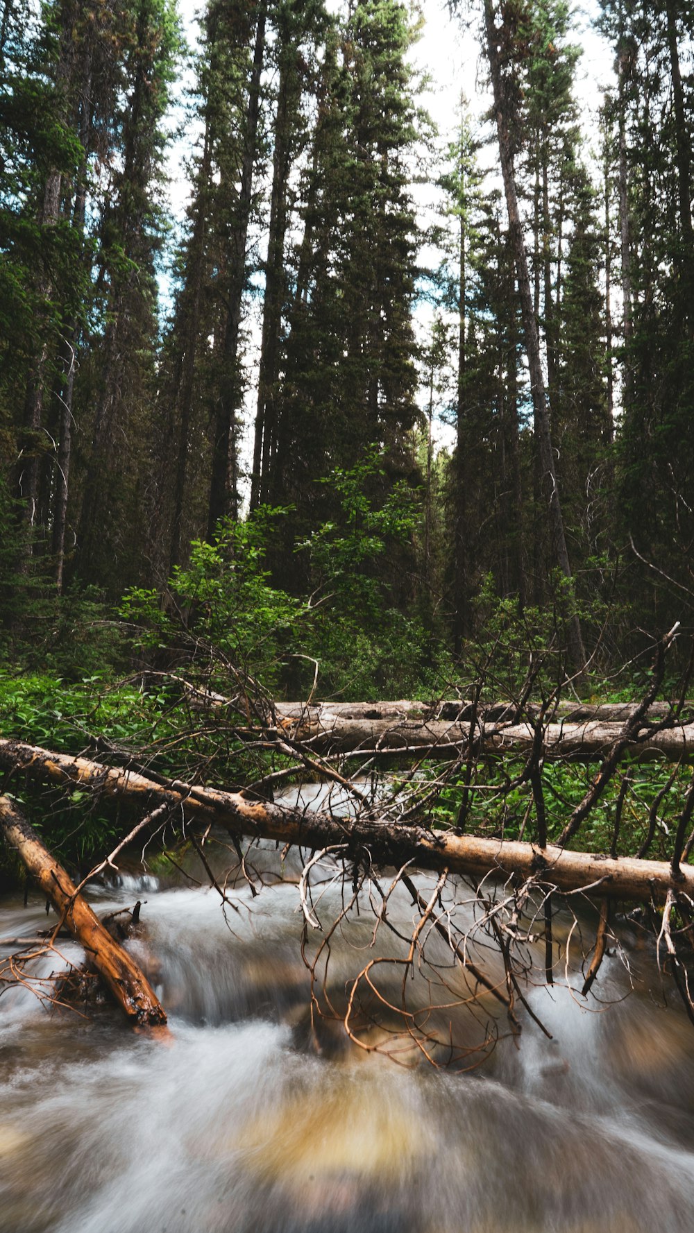 a river running through a forest filled with lots of trees