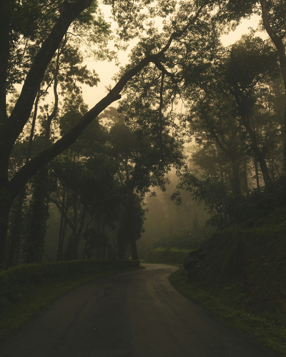 a dark road with trees on both sides