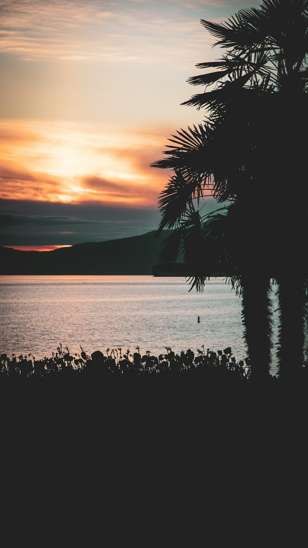 a palm tree in front of a body of water