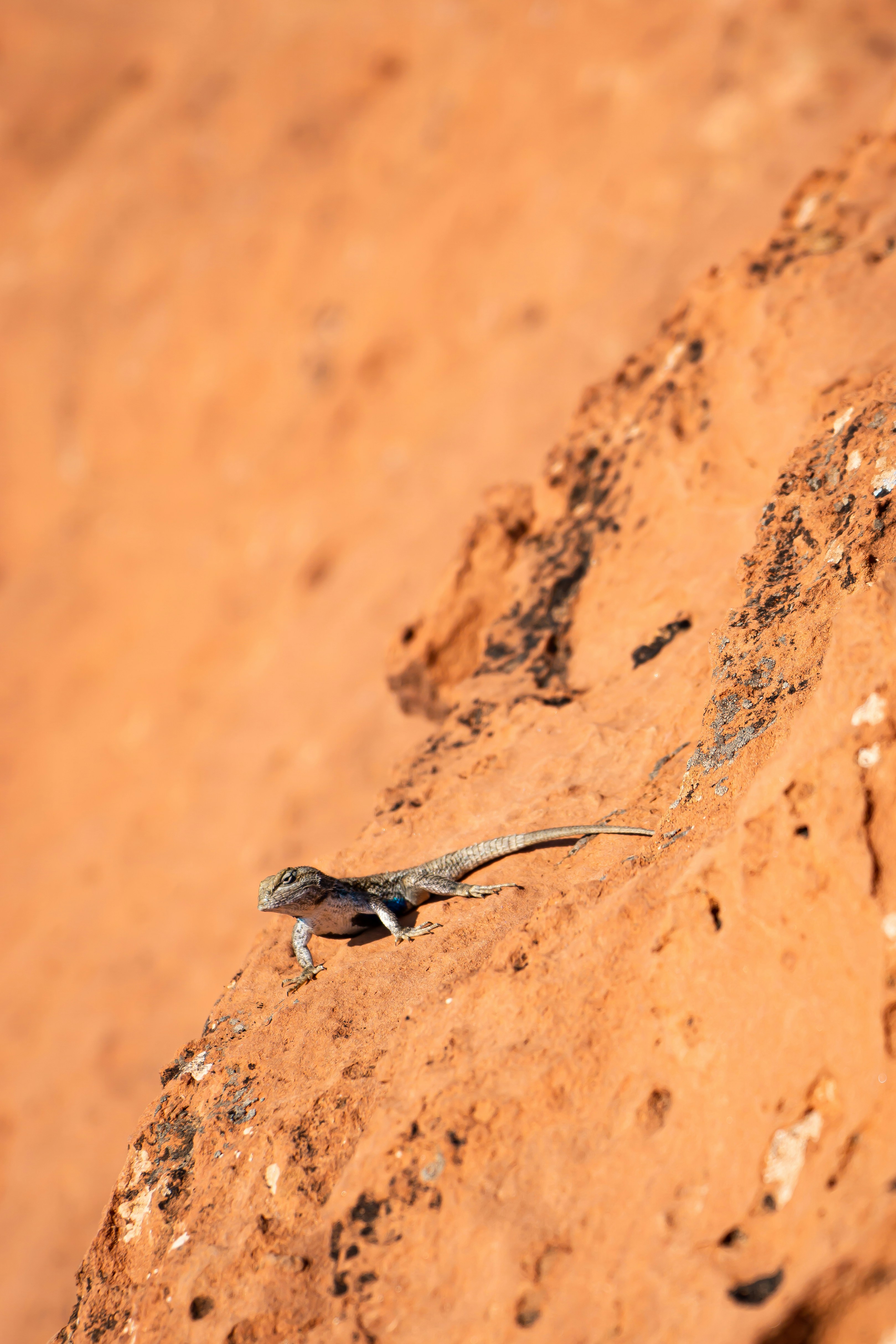 a lizard on a rock in the desert