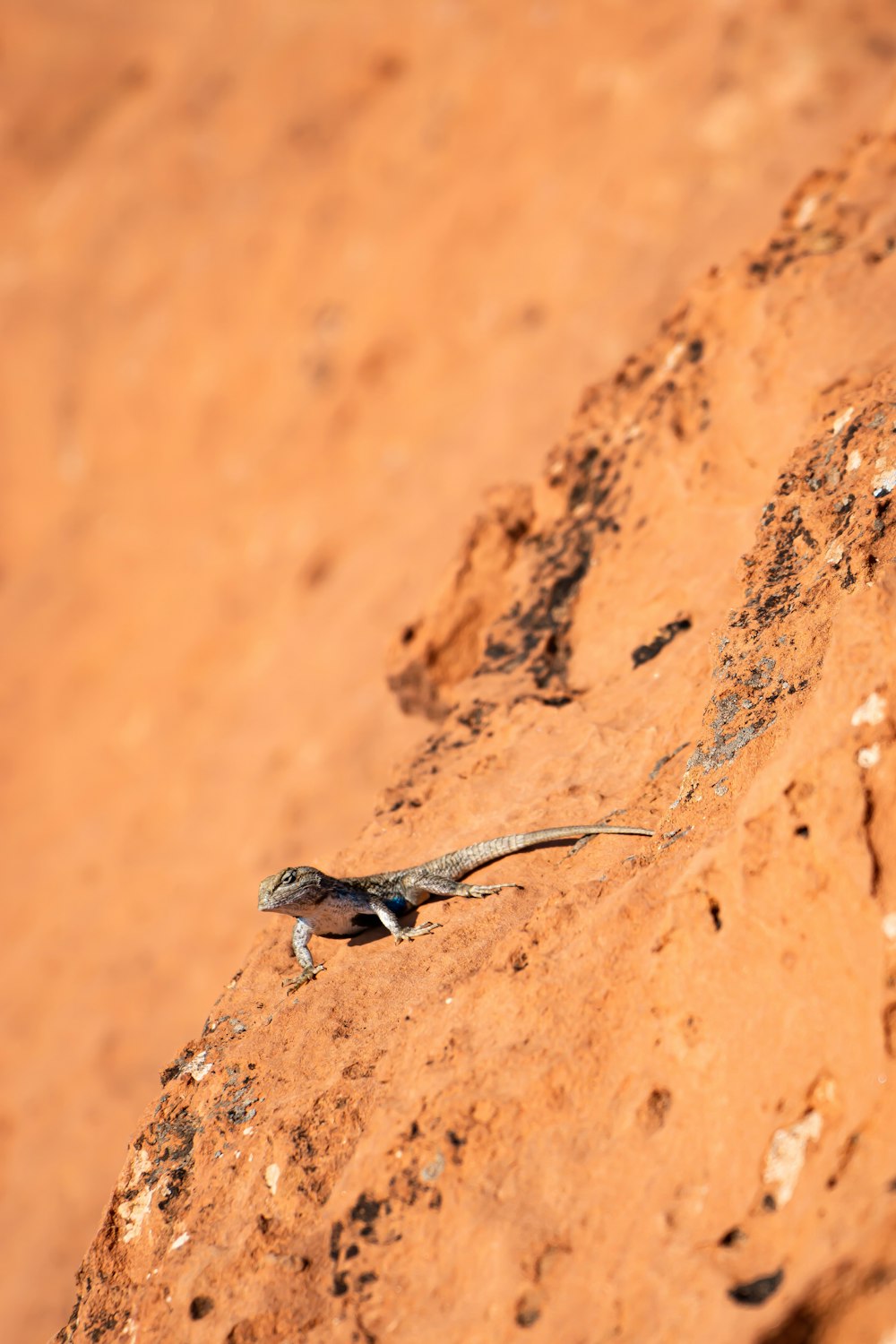a lizard on a rock in the desert