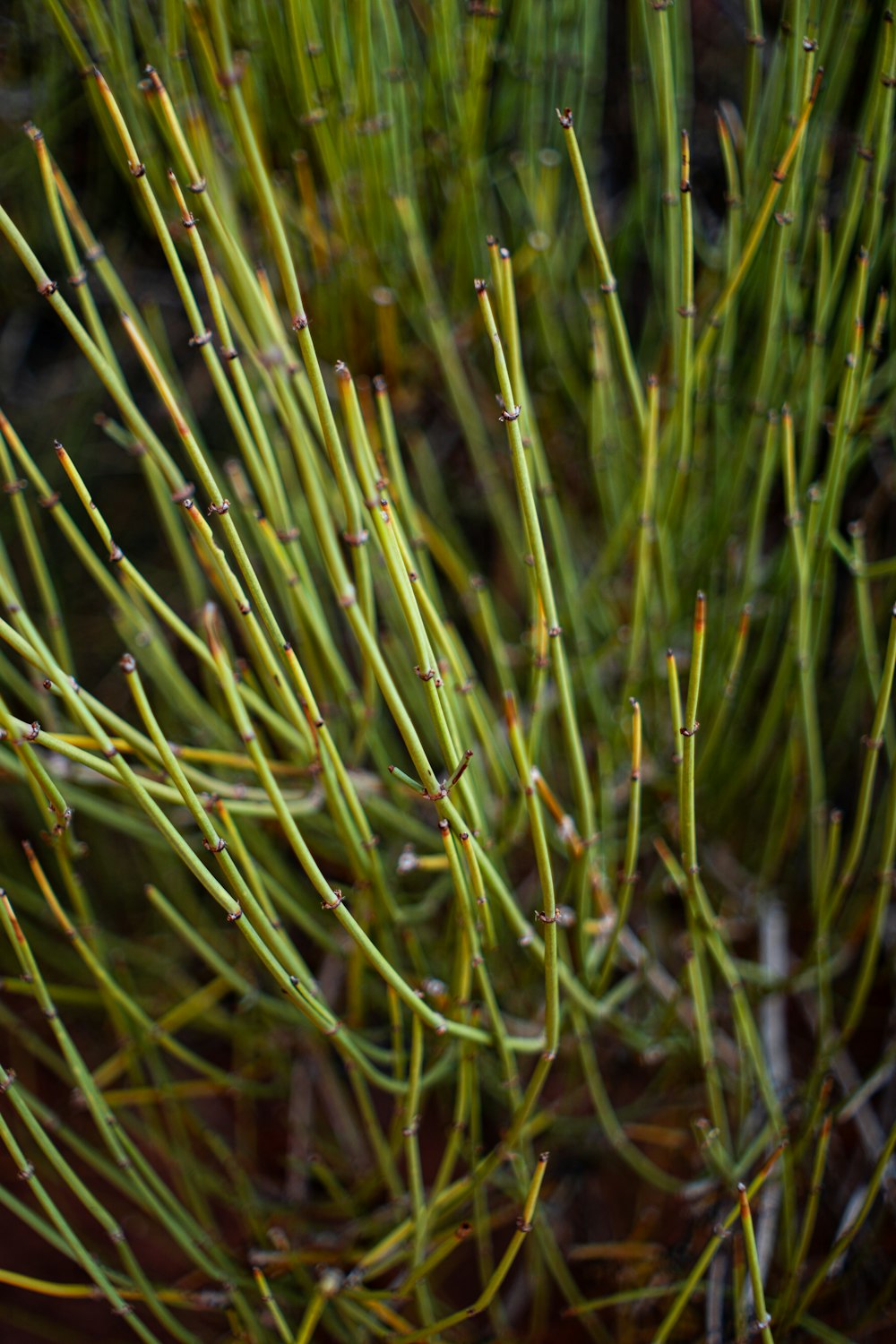 a close up of a green plant with small leaves