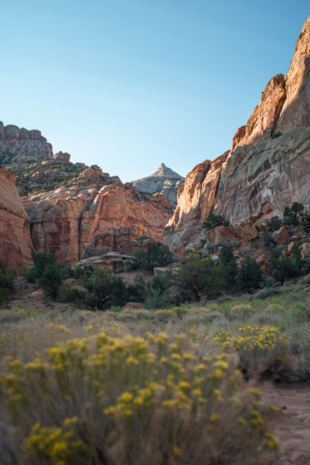 a view of a mountain range with trees and bushes in the foreground