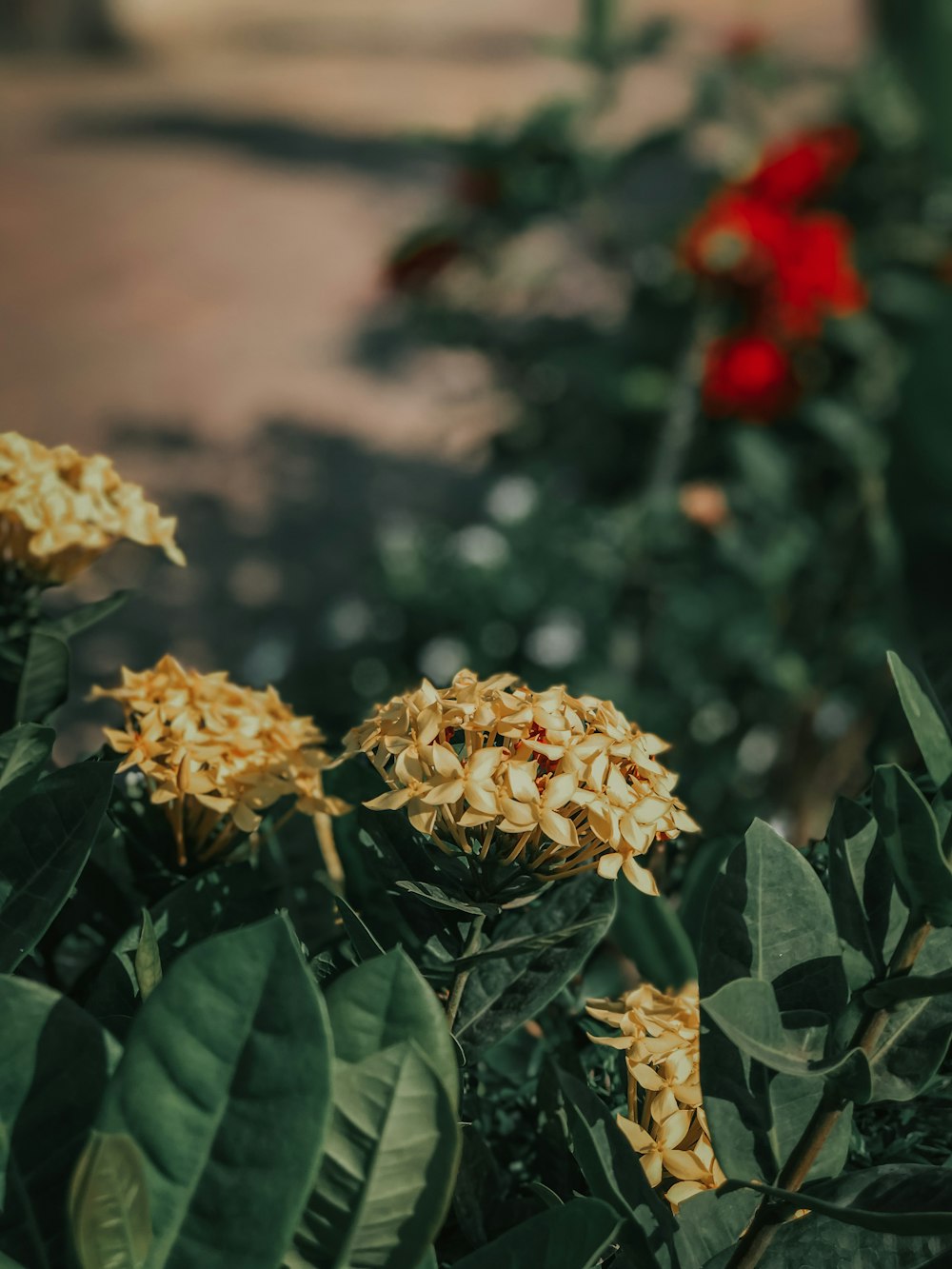 a bunch of yellow flowers in a garden